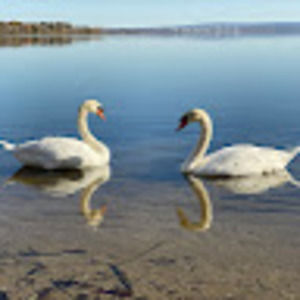 Meet your Posher, Penny